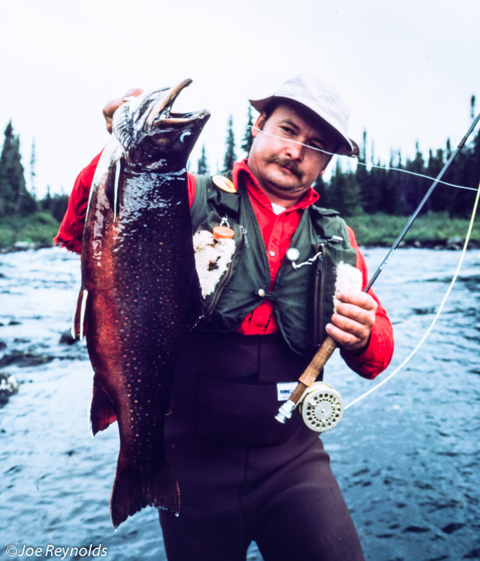 Labrador Brookies