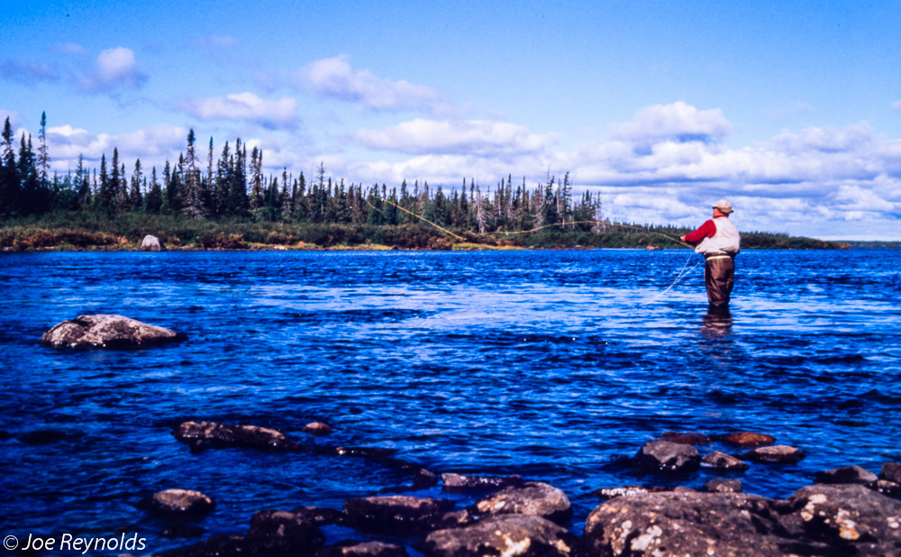 Labrador Brookies