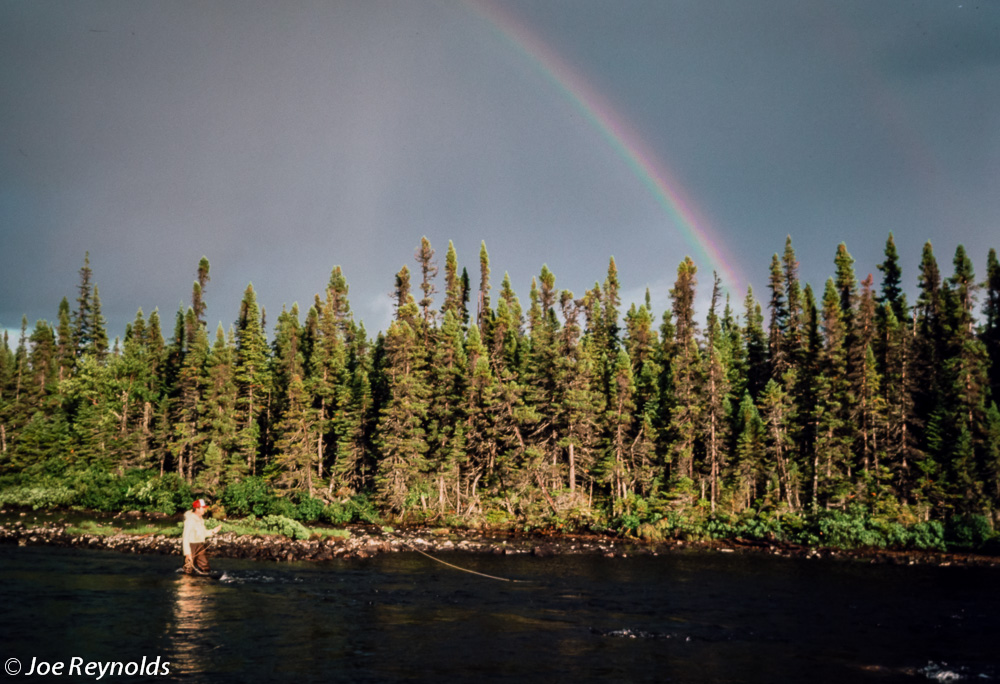 Labrador Brookies