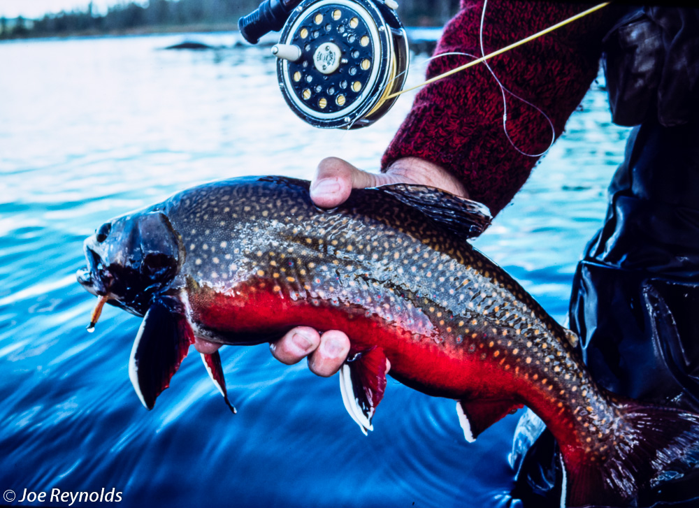 Labrador Brookies