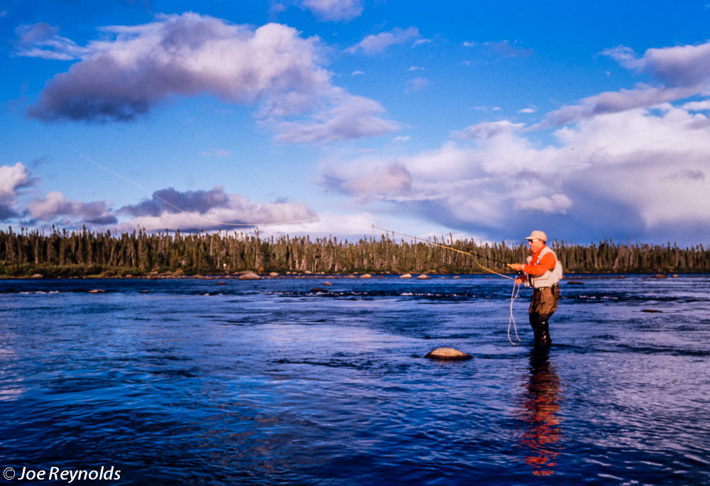 Labrador Brookies