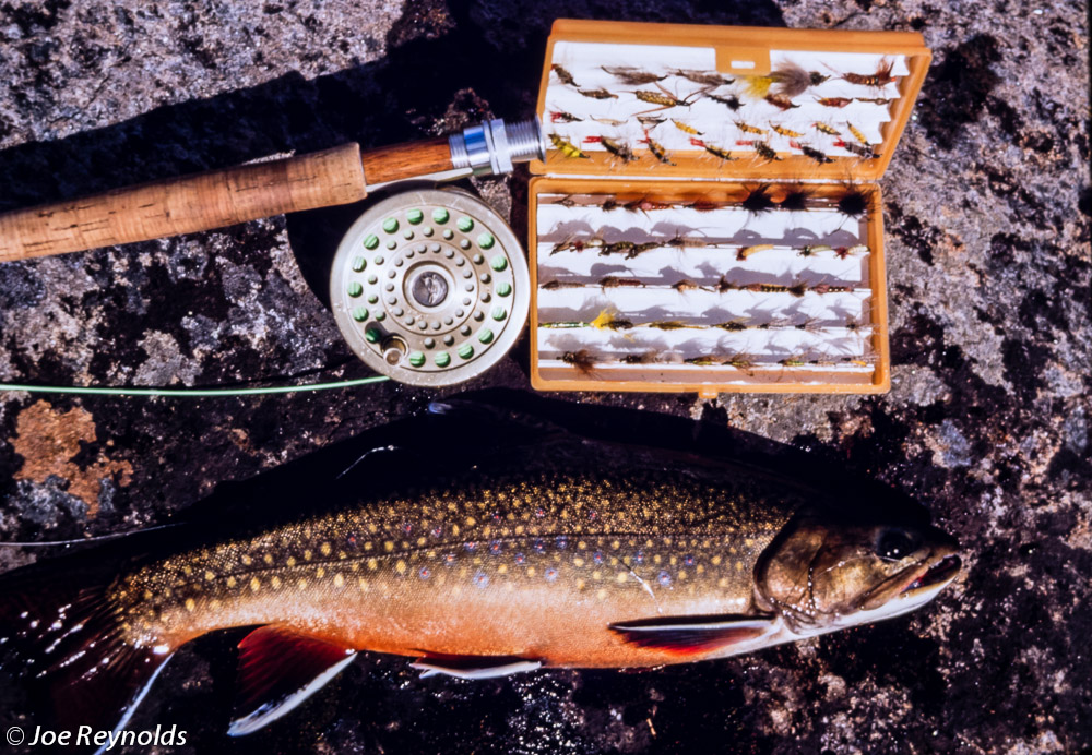 Labrador Brookies