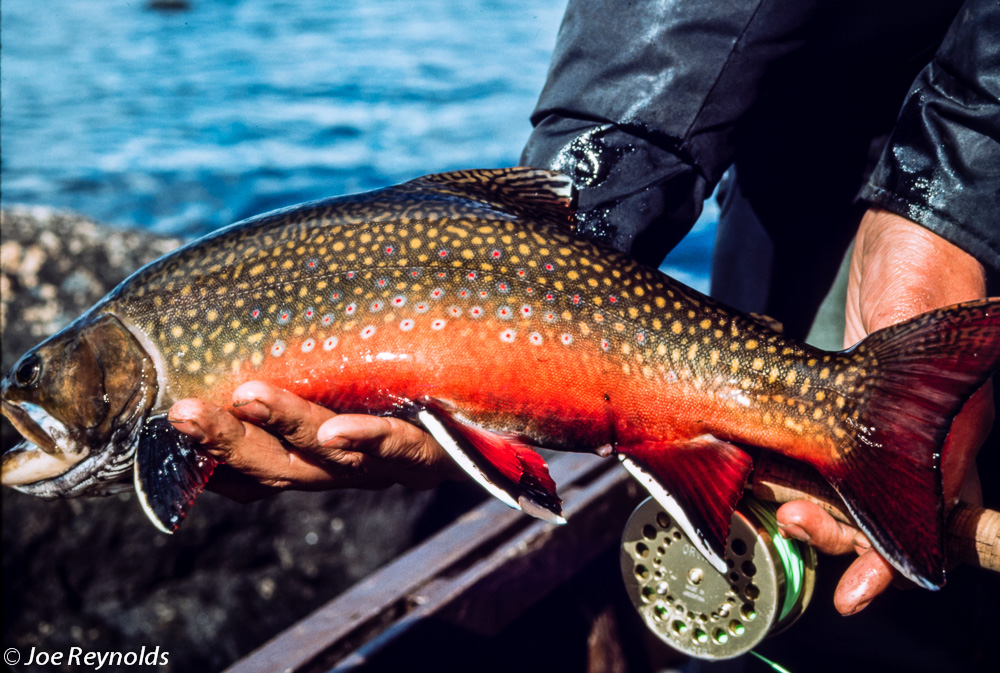 Labrador Brookies