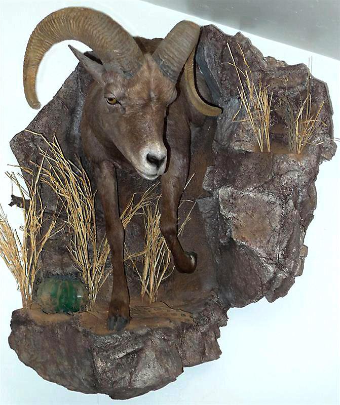 Tony's sheep mount