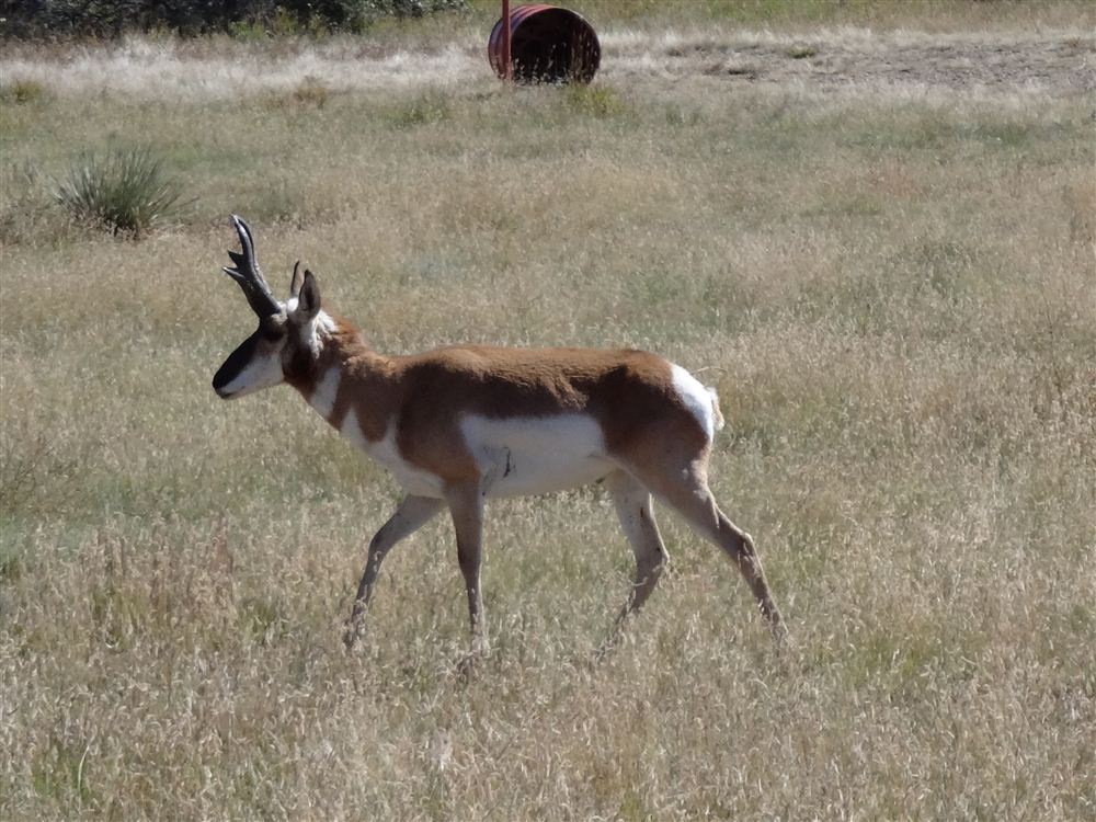 Nice Pronghorn Buck