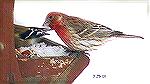 House Finch - Outdoors Network