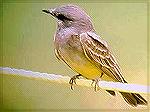 Western Kingbird - Outdoors Network