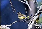 Palm warbler - Outdoors Network