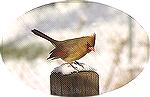 Female cardinal in Snow - Outdoors Network