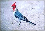 Crested cardinal - Outdoors Network