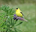 Goldfinch on Flower - Outdoors Network