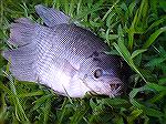 Gourami on Dave Hopper. - Outdoors Network