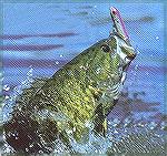 Jumping smallmouth.