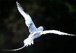 Red-billed Tropicbird. Copyright 2000 Jim Bangma.