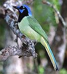 Green Jay Copyright 2000 Jim Bangman.