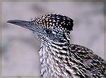 Roadrunner, photgraphed near nest, Falcon, Texas.