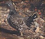 Young spruce grouse. Photo taken by Carolyn Hoffman in the Yukon Territory
