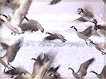 This is a picture I captured of Canadian geese on the Platte River, south of Kearney, Nebraska. Check out the geese in the water in the background.
