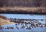 A Picture Taken Last Fall Of Geese
Setting On The Platte River.