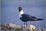 A laughing gull meanders along a Florida jetty.