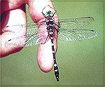 Illinois River Cruiser, Macromia illinoiensis, Middle River, Madison County, IA.  This large dragonfly is found along moving rivers.  Note how after capture it will sit quietly before flying off. 