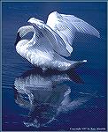 A trumpeter swan preens its feathers while floating on the Madison River in Montana. Once nearly extinct, the trumpeter swan has made an extraordinary comeback in North America. 