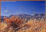 A flock of snow geese hit the airways at New Mexico's Bosque del Apache Wlidlife Refuge. 
