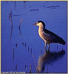 A black-crowned night heron looks for an evening meal while wading a pond at New Mexico's Bosque del Apache Wildlife Refuge. 
