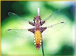 A female Broad-bodied Chaser dragonfly photographed at Broadfields in the U.K. 