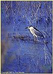 A black-crowned night heron searching for his fish and chips in a pond at New Mexico's Bosque del Apache Wildlife Refuge. 