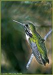 The Calliope is one of Arizona's resident humming birds. 