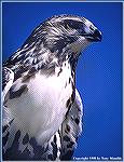 The redtailed-hawk is a prevalent species in America. I found this one near Missoula, Montana. 
