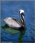 This brown pelican was "fishing" in a small inlet in the Florida Keys. 