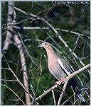 The whitewing dove, unlike the mourning dove, is a western species. The major population lives in the agricultural areas of Mexico. 