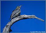 This Gila woodpecker might decide to attack its perch. 