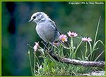 This gray jay photo was taken on a Colorado mountain within a few feet of my campsite. 