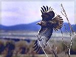 Captured this immature red-tailed hawk as it left its perch to seek solitude elsewhere in New Mexico's Bosque del Apache Wildlife Refuge. 
