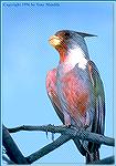 This male Pyrrhuloxia photo was taken in southern Arizona, which is about as far west as the species lives. 