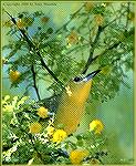 This Scott's oriole found a blooming acacia tree to its liking. The species lives mainly in the southwest states from southern California east to Texas. 