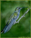 Some folks claim the Blue-Throated hummer isn't very colorful, but the irridescence of the colors make them stand out nonetheless. 