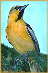 The Bullock's oriole is the western variety, inhabiting most of the states from north to south and east of a line drawn from N. Dakota down the middle of Texas. They also range into southern British C