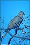 This mourning dove photo was taken with a 200mm lens in the Arizona wilds of my neighbor's side yard through an open window in my spare bedroom. 