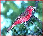 The Hepatic tanager looks very much like a summer tanager, but the latter lacks the darker mask around the eyes. 