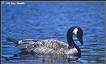 This Canada goose was floating on a pond in Lassen National Park, Calif. 