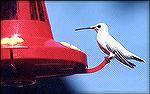 HUMPHREY – An albino ruby-throated hummingbird is rare, and Don McSwain of the Arkansas Game and Fish Commission photographed one recently at a feeder near Humphrey, not far from the AGFC’s Hampton Wa