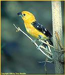 Finally found -- one wayward yellow grosbeak for AJ! 