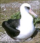 Laysan albatross Phoebastria immutabilis 

Identification Tips:
Length: 28 inches Wingspan: 85 inches 
Sexes similar 
Large seafaring bird with extremely long wings 
White head, body, undertail 