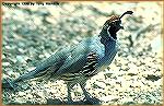 A male Gambel's quail with its distinctive topknot. 