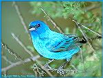 The indigo bunting is a common bird to the eastern half of the US, but they also can be found in Texas, Colorado and Arizona. 
