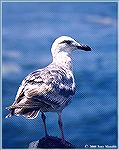 One of many gull species, this Great Black-back gull was photographed in the Florida Keys -- an area normally considered quite southerly of its normal range of the upper Atlantic coast.